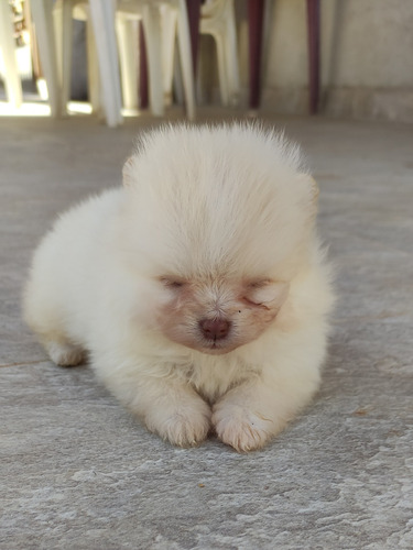Imagem 1 de 4 de Lindo Machinho De Spitz Alemão
