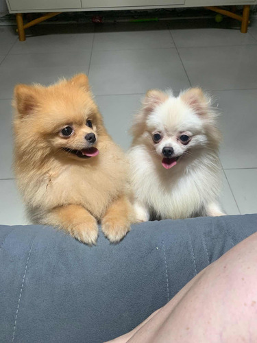 Filhotes De Spitz Alemão
