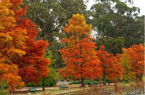 Ciprés De Los Pantanos, Taxodium Distichum 10lts