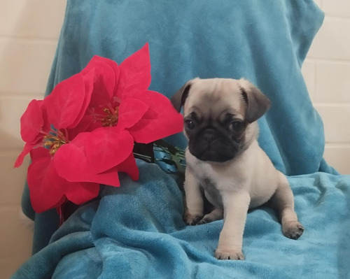 Pug Cachorros Hermosos ! Con Microchip De Identificación