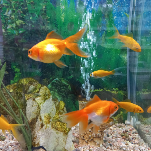 Peces Pez Goldfish Agua Fria Acuario Naranja Amarillo X3