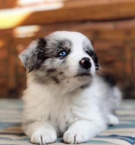 Border Collie Merle