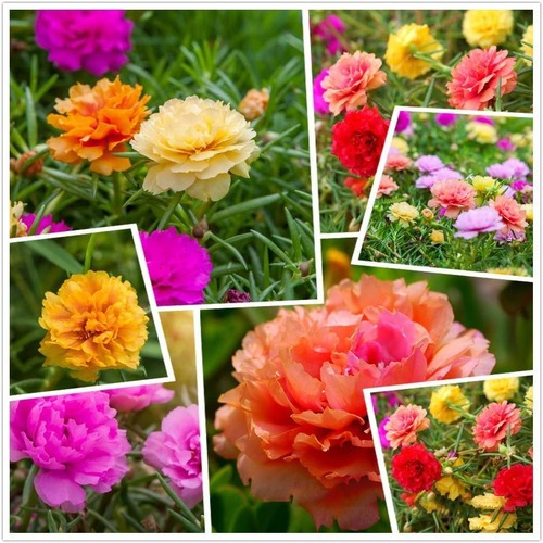 Semillas De Flor De Seda - Portulaca Doble Grandiflora Mix