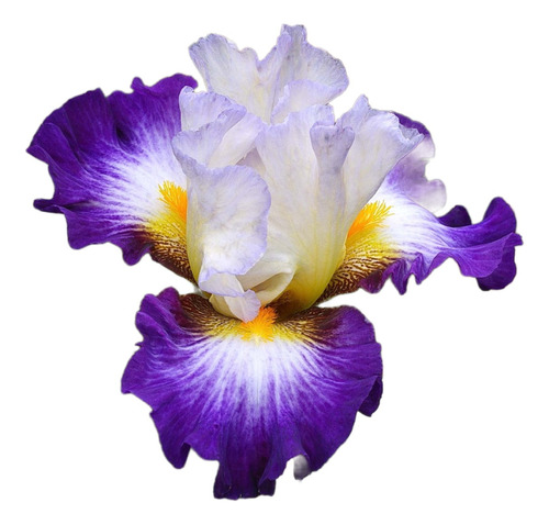 Lirio Azul, Iris Germanica 5lts