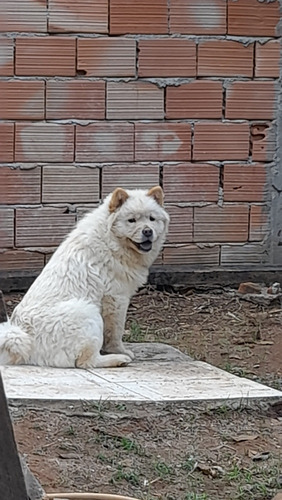 Chow Chow