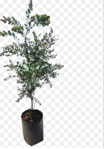 Acacia Longifolia - Árbol 1000 Pcs, 1 Mt Altura