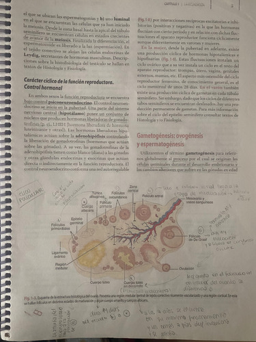 Embriología Humana-flores +sintesis Conceptual+apunte Regalo