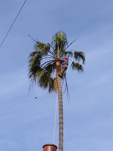 Imagen 6 de 6 de Poda De Árboles En Altura. Tala Y Extracción. Palmeras