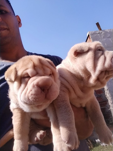 Shar Pei