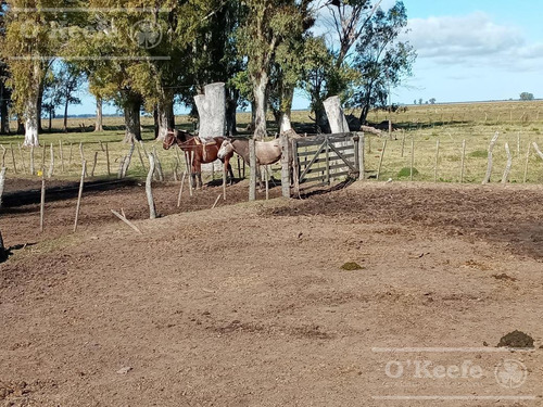 Imagen 22 de 27 de Campo De 600 Has En Venta En Gualeguaychu - Muy Buen Campo Ganadero De 0,7 Ev/ha Con Casco