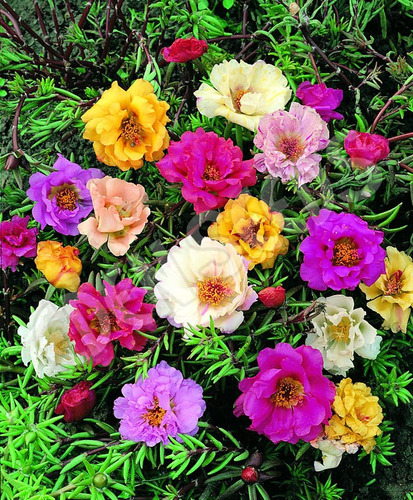 Imagem 1 de 6 de 200 Sementes De Onze Horas Dobrada Sortida Flor