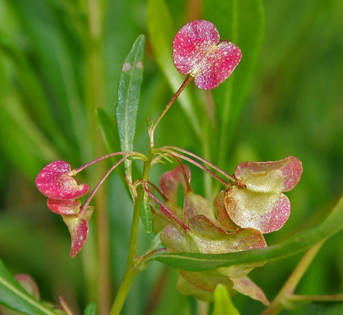 Semillas De Dodonea - Dodonaea Viscosa X 20 Unid.