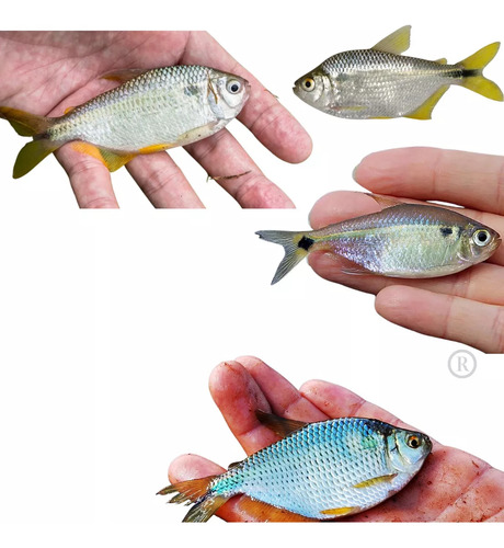 Tarrafa Pra Pesca Lambari,piaba 20mt Roda Com Corrente