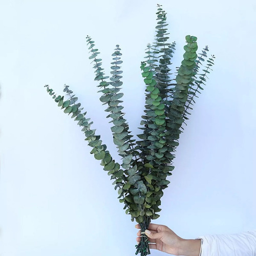 15 Folhas Secas Eucalipto Arranjo Flores Pequeñas