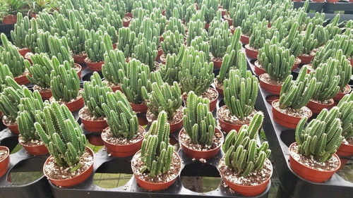 Imagen 2 de 3 de Cactus Cereus Tetragonus 'fairy Castle' Castillo De Hadas