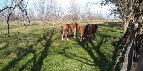 Campo En Plomer 66 Hectáreas En Venta