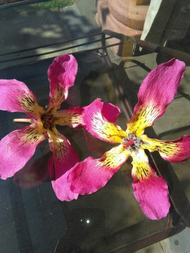 Arbol Chorisia Speciosa (palo Borracho)