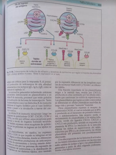 Inmunología Fainboim Geffner