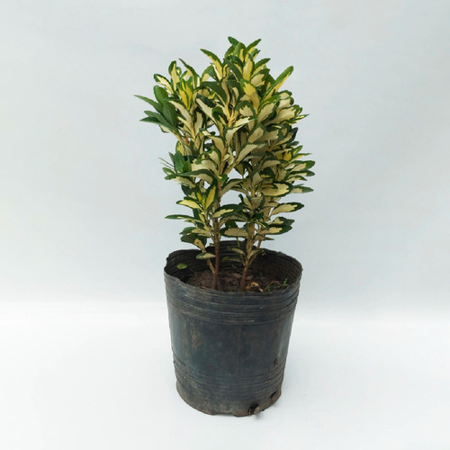 Evonimus Maculata Aurea 3l X 3u. Arbusto Cerco Vivo