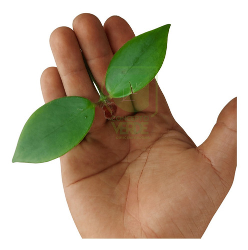 Planta Lápiz Labial