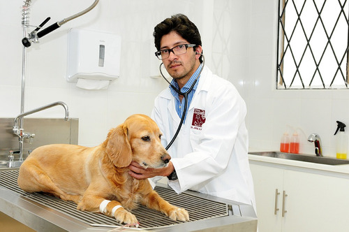 Proyeccion Financiera Para Veterinaria