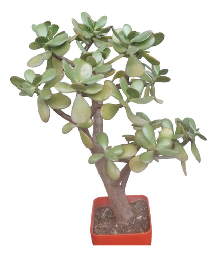 Planta Árbol De Jade. 40cm De Alto Crassula Ovata