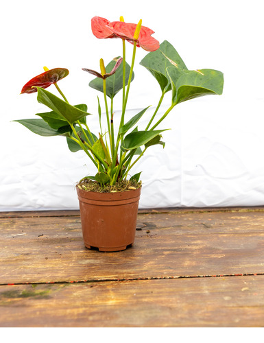 Anturio Rojo Planta Decorativa Fácil Cuidado P15