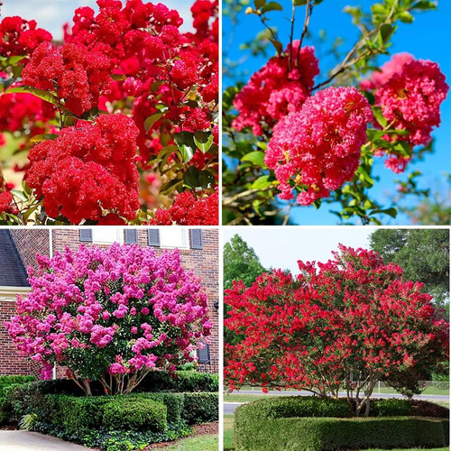 Sementes De Reseda Anão Para Vasos Ou Bonsai Lagerstroemia