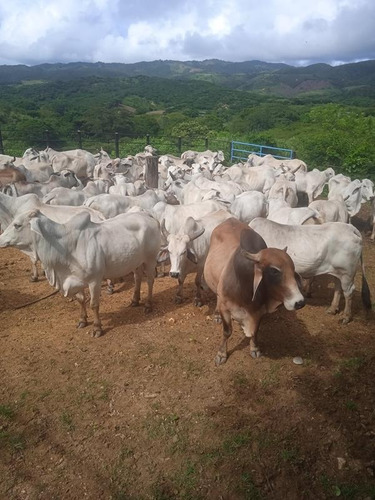 Imagen 12 de 14 de Venta Finca Estado Lara, Municipio Crespo