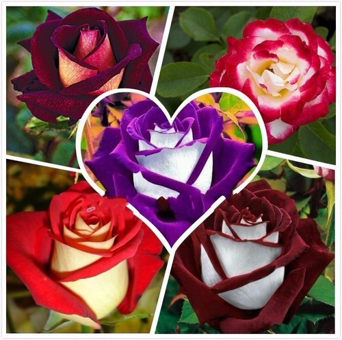 100 Sementes De Rosas Raras E Exóticas Super Barata.. Yy
