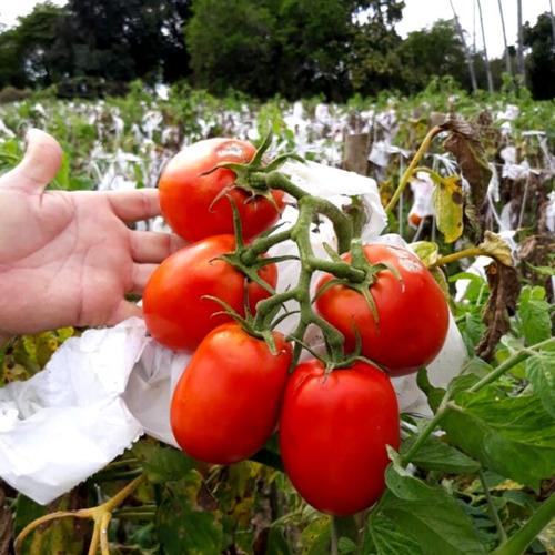 100 Sementes Tomate Hibrido Brs Nagai F1 - Original Premium