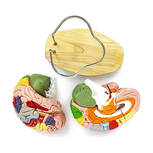 2023 Newest Human Brain Model For Neuroscience Teaching...