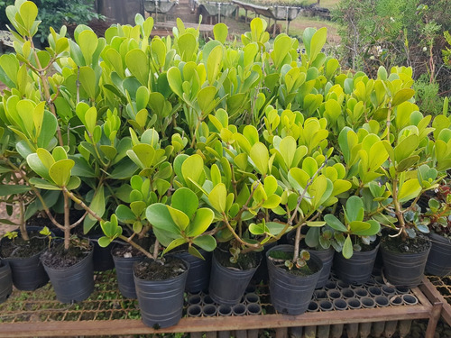 Clasula Rosea, Arbusto Jardin, Cerca Siempre Verde 5u. Blanco