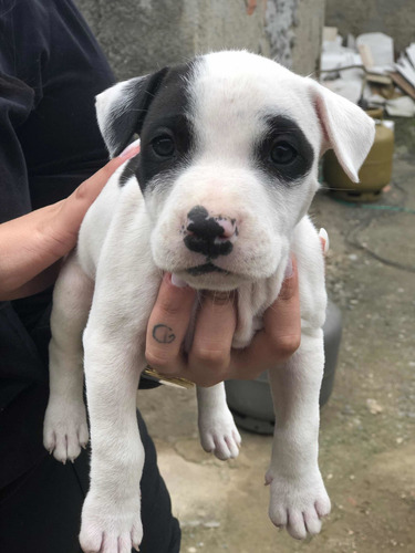 Imagem 5 de 5 de Vende-se Filhotes De Cachorros Pitbull