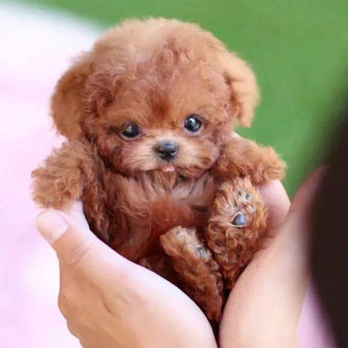 Robot Puppy, My Realistic Robot Puppy, Pelúcia, 1 Unidad
