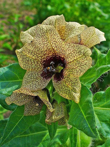 Sementes De Melmendro Hyoscyamus Niger Raras Exoticas Flores