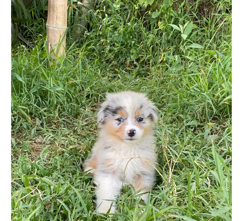 Cachorros bobtail venta pastor ingles ovejero, Bogotá Capital