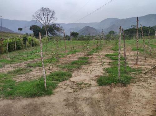 Finca En Bejuma Camino Verde