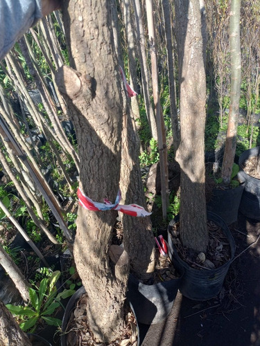 Imagen 6 de 6 de Arbol Ceibo, Árbol Del Coral T20/25cm 65lts