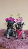 Comprar Schnauzer Sal Y Pimienta Macho Y Hembra En Venta