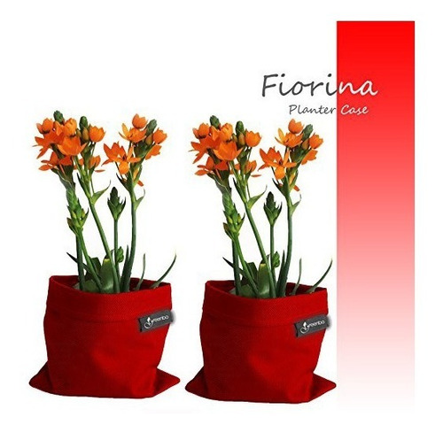 Imagen 2 de 6 de Cubre Maceta Greenbo Florina Varios Colores Dale Estilo