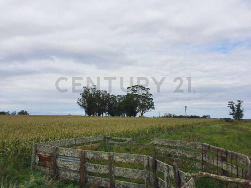 Imagen 6 de 9 de 66 Hectareas Agricolas -ganaderas, En Venta, Balcarce