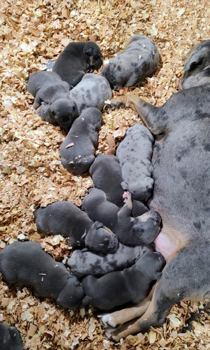 Cachorros Merles Américan Bully 