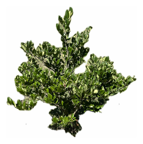 Planta Cerco Vivo Óleo Texano Verde Arbusto Plantación Envio