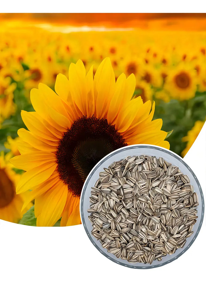 1.000 Sementes de Girassol Helianthus Annuus L. Multissol Para Plantio