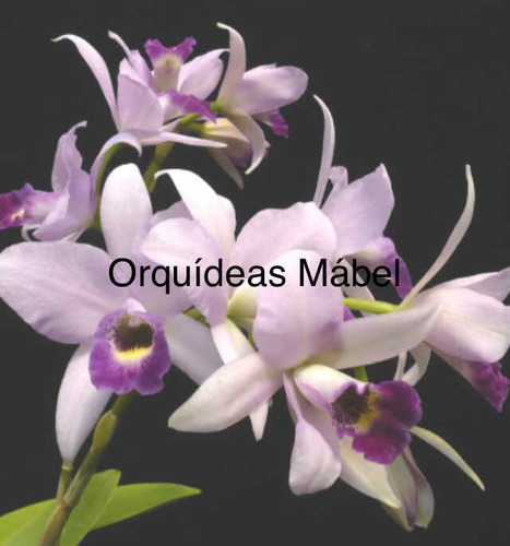 Imagen 4 de 8 de Cattleyas Orquídeas