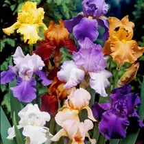 Comprar Bulbos De Iris Germanicos X2 Colores Disponibles Imp Holanda