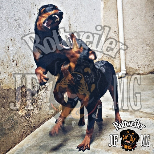 Filhotes De Rottweiler Jf Mg