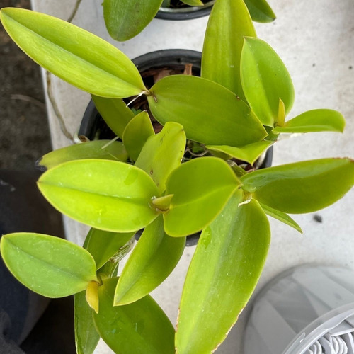 Orquídea Exótica Coleção Rara Cattleya Intermedia X Forbesii