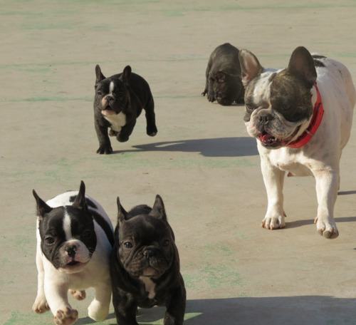 Bulldog Francés, 2 Meses,1 Macho 1 Hembra Entrega Inmediata